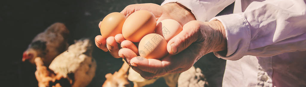 鸡肉家鸡蛋在手里选择聚焦农场图片