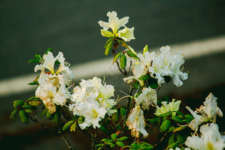 杜鹃花是茵他侬公园杜鹃花属开花植物的姓氏背景图片