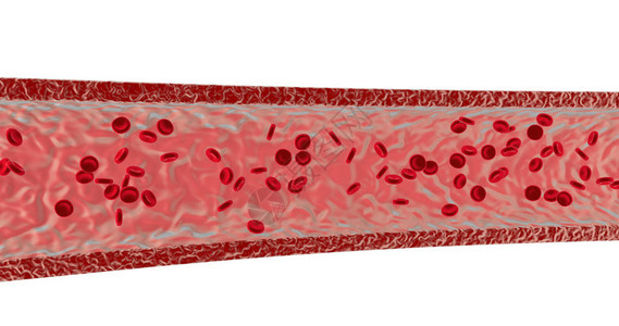 在动脉中的血细胞3图片