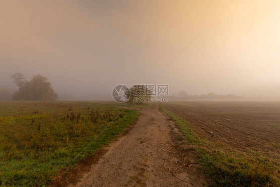 明日秋天有金叶树木梅地草原和路叉的雾乡下风雾四图片