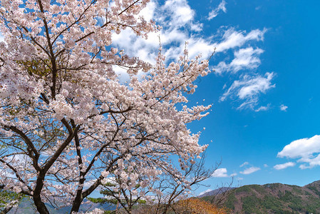 三川口樱桃花节图片