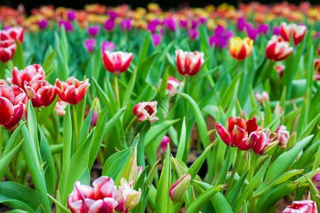 植物园中五颜六色的郁金香冬花自然装饰图片