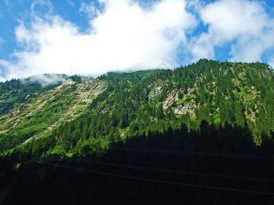 Maderanertal高山谷的树木和常绿森林图片