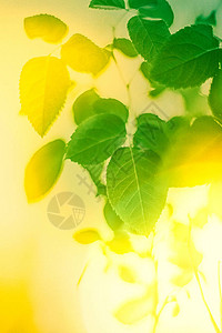 春天的鲜叶和阳光拯救自然健康环境和生物能源概念绿高清图片