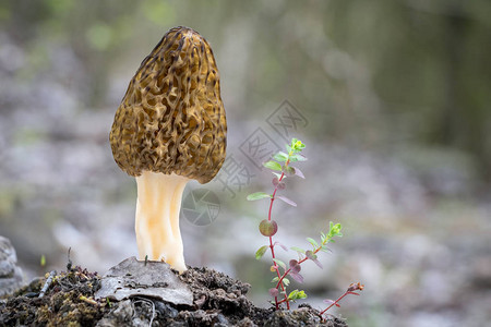 绿色植物和背景模糊的令人惊叹可食用和美味的羊肚菌的详细视图图片