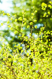 自然环境植物纹理和生物能源概念春天的绿高清图片