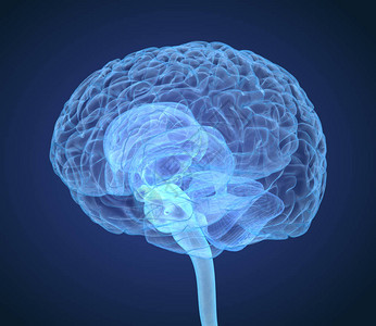 内结构脑解剖医学精确的三维图解说明图片