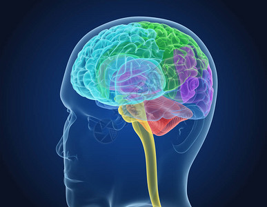 人体大脑X光扫描医学精图片