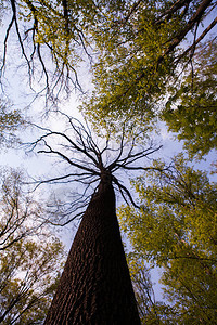森林树木自然绿色木阳光背景高大的老树图片