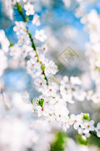 四川省自然风光花美梦园与自然风光概念樱花与蓝天白背景