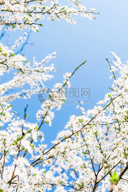 花美梦园与自然风光概念樱花与蓝天白图片