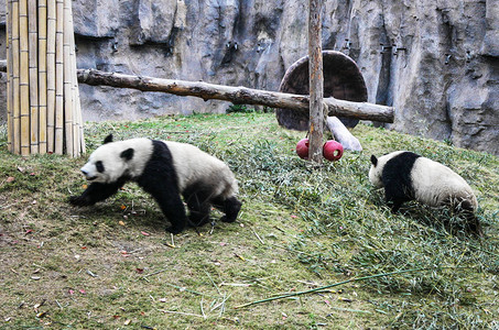 上海动物园的熊猫图片