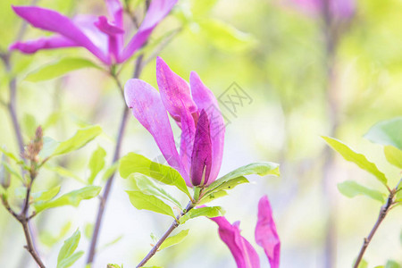 紫玉兰花春婚背景图片