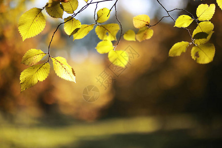 白天公园里的秋天背景背景图片