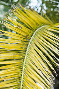 热带棕榈叶花卉形态背图片