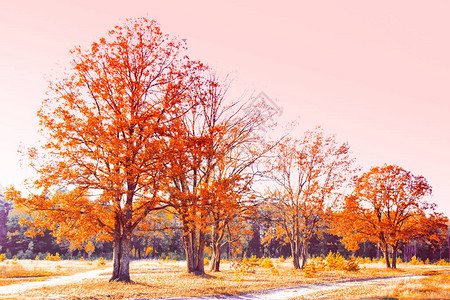 棕色的秋天风景树上有明背景图片