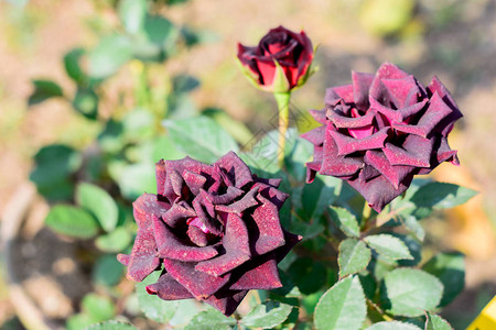 红玫瑰是蔷薇科蔷薇属的木本多年生开花植物有茎和尖刺的灌木喜欢阳光的植物在春末到初秋开花图片