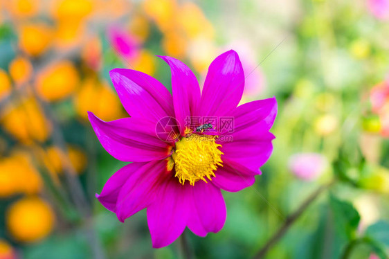 墨西哥紫菀或花园宇宙DahliaCosmosbipinnatus图片