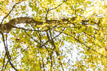 背景天然枫叶黄色模糊秋天图片