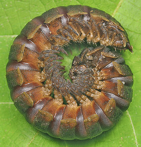 红色丛林千足虫卷起图片素材