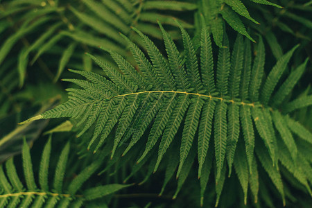生长在野生热带森林植物中的绿色薄棕榈叶植物图片