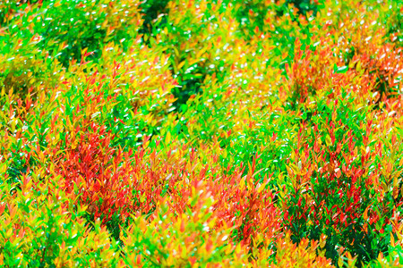 多色的克里斯蒂娜树叶和红色的青叶在雨季图片