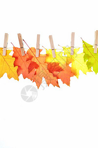 秋叶从绿色到红色的渐变与白色背景隔离图片