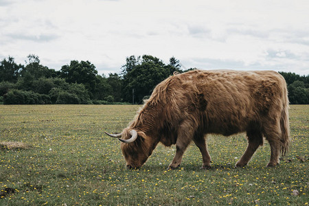 暂未开放高地牛群放牧的侧景在夏天在英国多塞特的新森林公背景