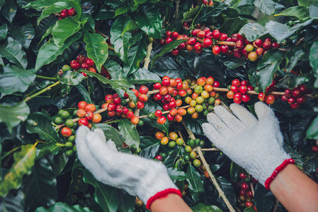 咖啡树用咖啡豆种植咖啡豆如何收获咖啡豆工人收割阿拉比卡咖啡豆图片