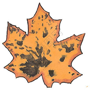 秋叶水彩印记单型橙色图片