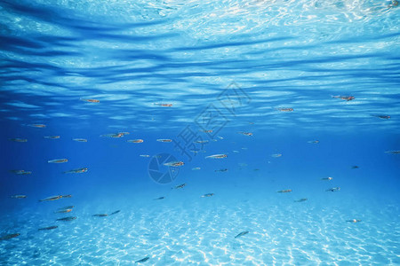 海洋中小鱼图片-海洋中小鱼素材图片大全-摄图网