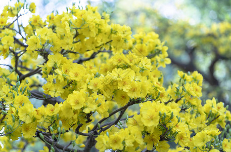 杏花开黄花香图片