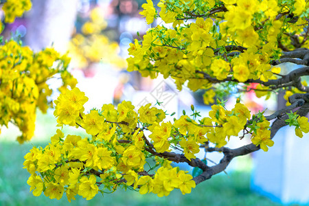 杏花开黄花香图片