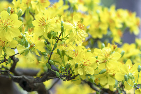 杏花开黄花香图片