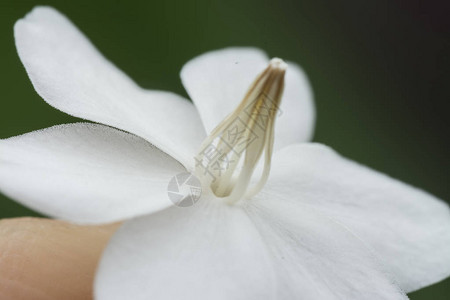 绿水茉莉白花特写镜头图片