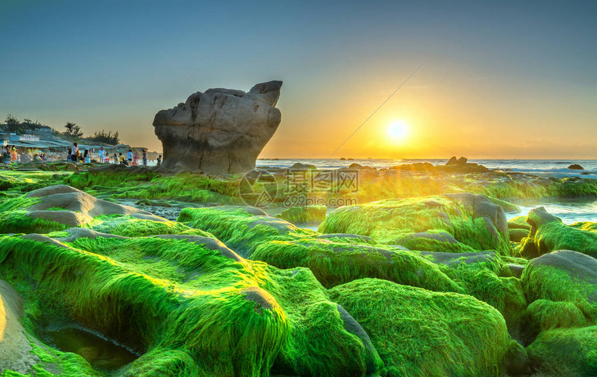 海藻和海藻迎接黎明美丽的新一图片