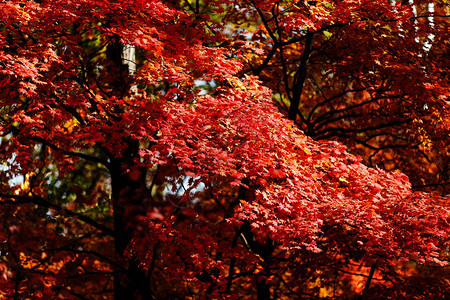 特写彩色的秋天树图片
