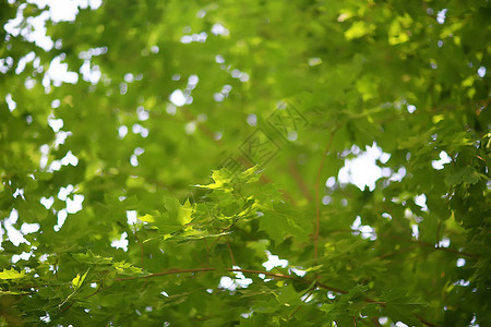 绿树枝留下背景抽象观点季节夏季森林绿色树图片