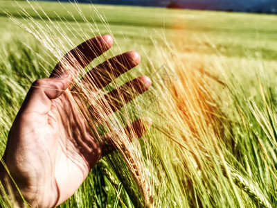 野外种植的黑麦或大麦玉米详情图片