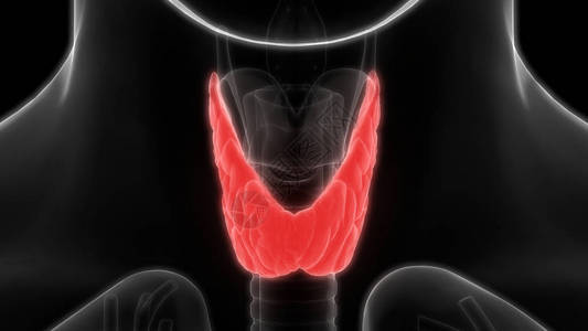 3d说明甲状腺人体器官图片