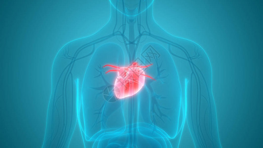3d心脏人体器官图片