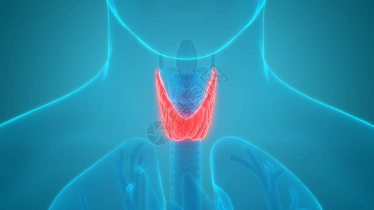 3d说明甲状腺人体器官图片