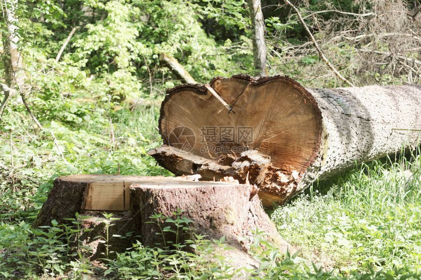 森林里一棵新砍的树高清图片下载-正版图片507478752-摄图网