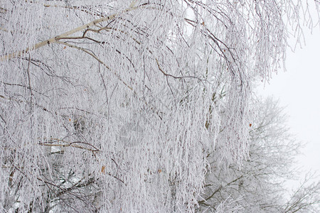 白雪树包裹在毛茸的雪中圣诞图片