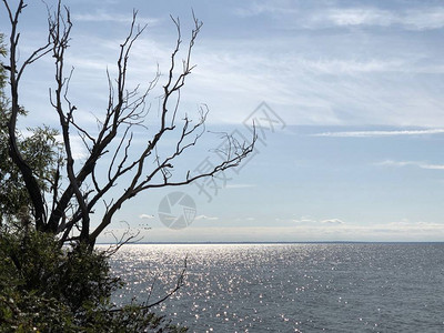 湖底和天空的树枝池塘岸上的植被河上的日落图片