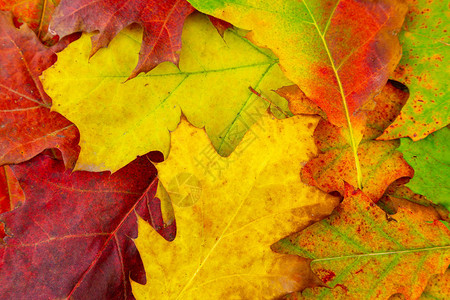 秋天橡树叶的颜色各图片