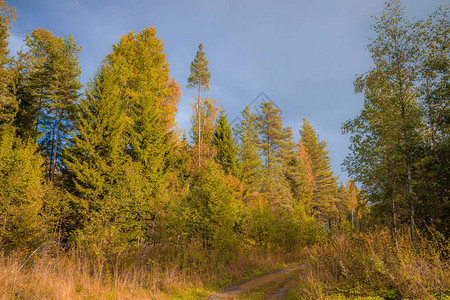田野里阳光明媚的秋天风景俄罗斯的质金色的秋天黄图片