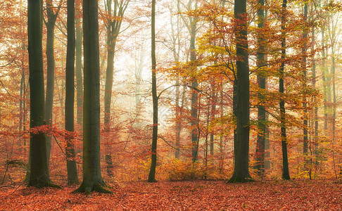 老山毛榉林的秋天图片