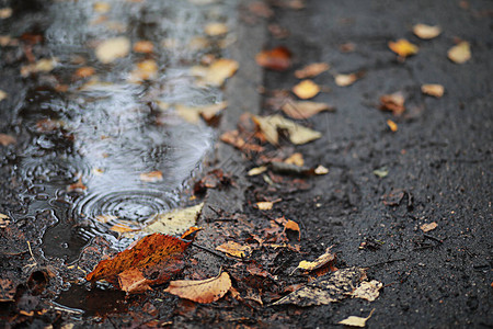 公园的秋天雨背景图片