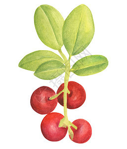 水彩越橘手绘有红色浆果和叶子的树枝森林植物设计贺卡喜帖壁纸包图片